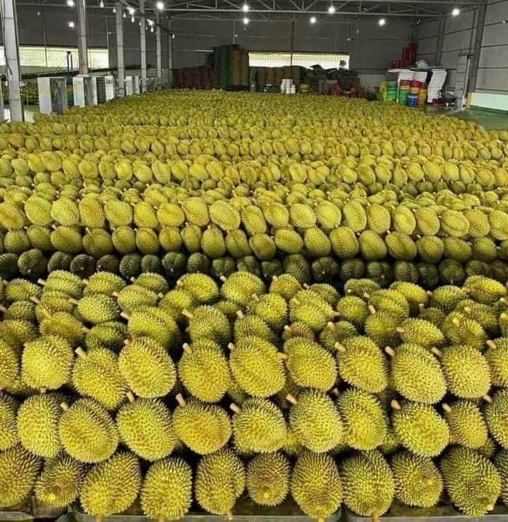 Durian