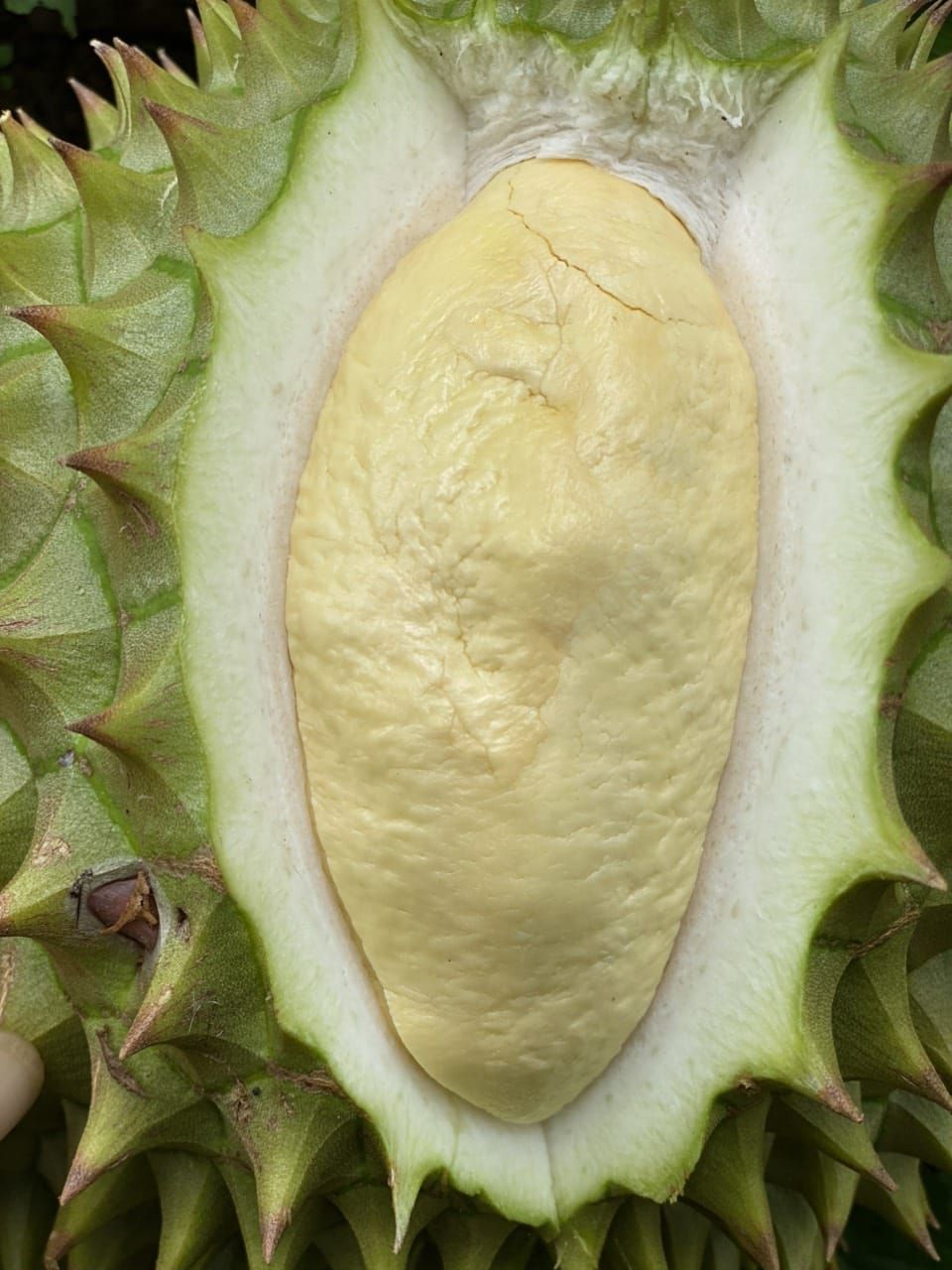 Durian