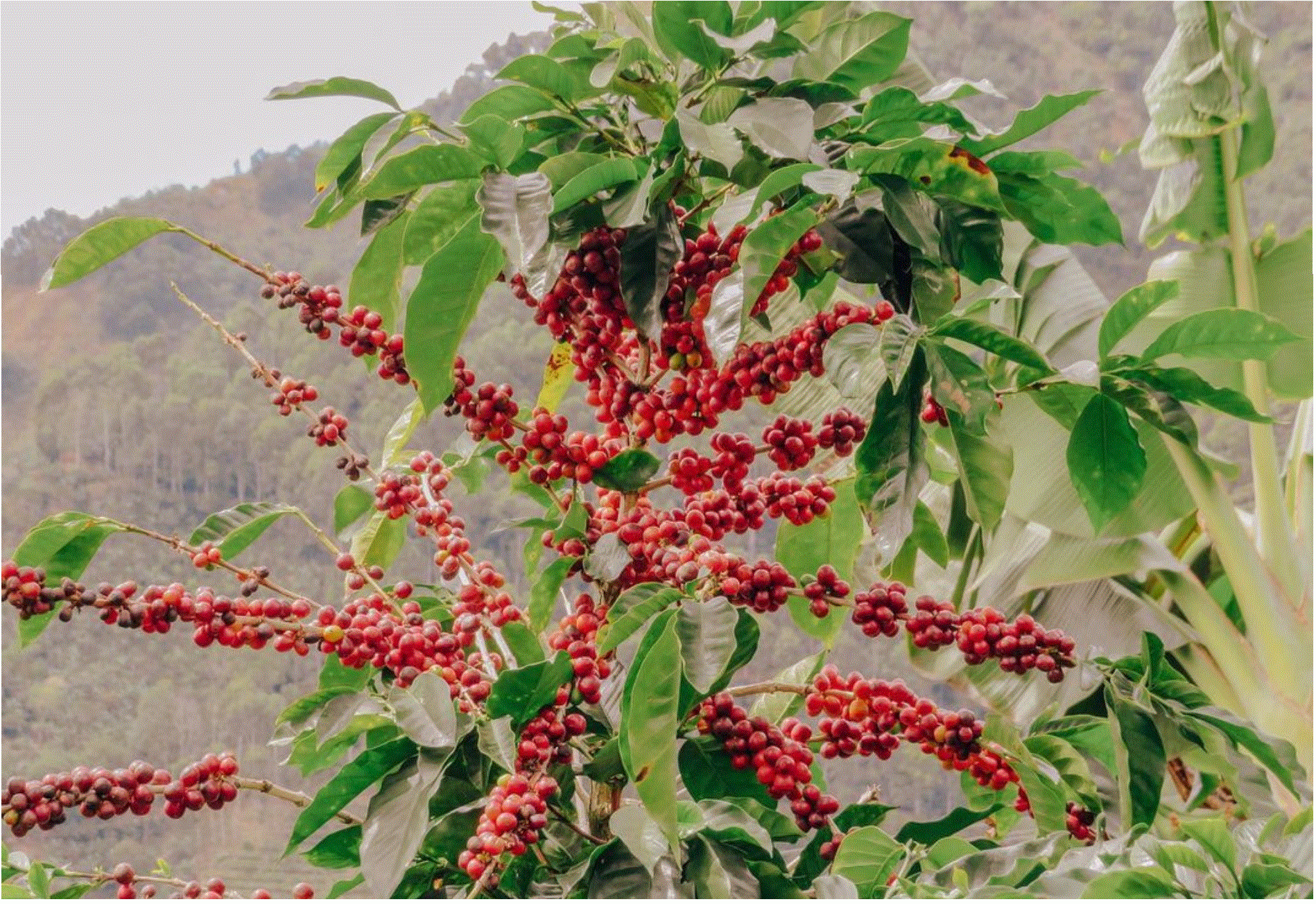 Coffee Beans and Cash Crops